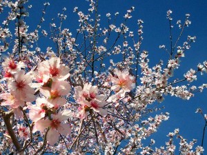 ALBERO DI PASQUA, FESTA DELLA PRIMAVERA. - Ritrovo del Fiore